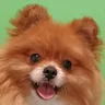 Zadovoljan pas klijenta - nasmejani pomeranac